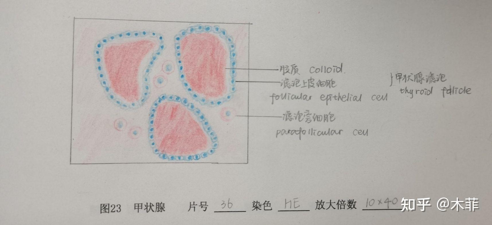 组胚红蓝铅笔手绘图