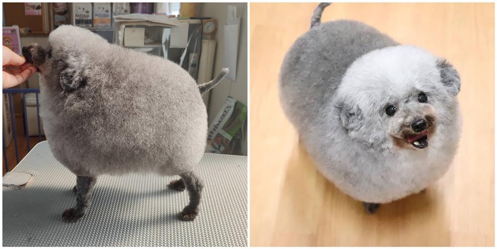 一巧手宠物造型师将自己家的灰色贵宾犬打扮成了小绵羊!