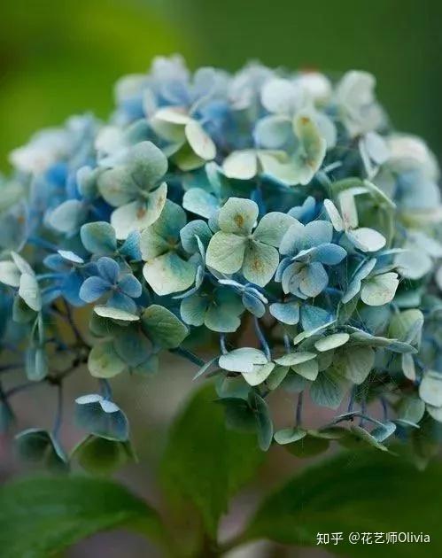 绣球又名紫阳花,虎耳草科绣球属灌木植物.