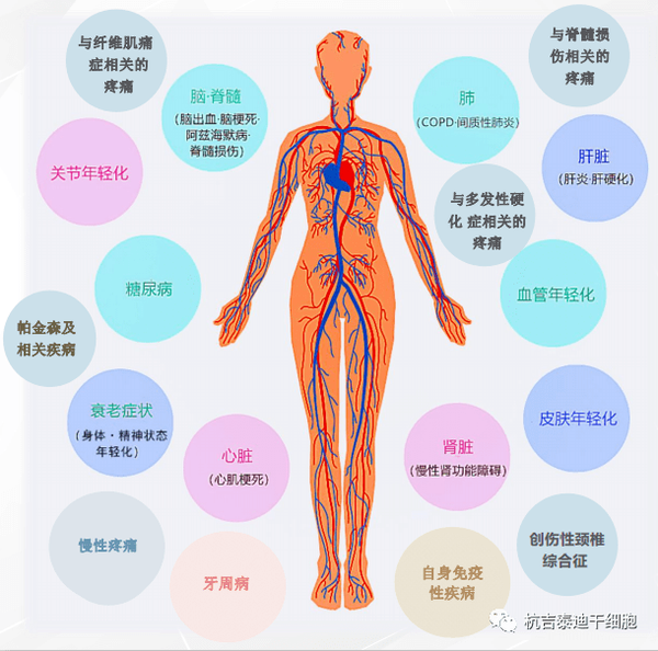 大有可为干细胞治疗涉及200种适应症应对8大系统疾病 知乎