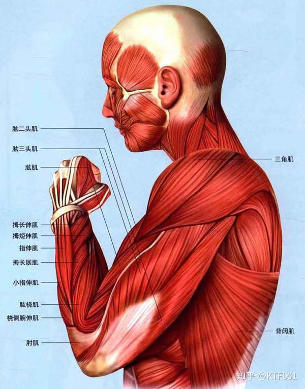 手臂肌肉解剖图