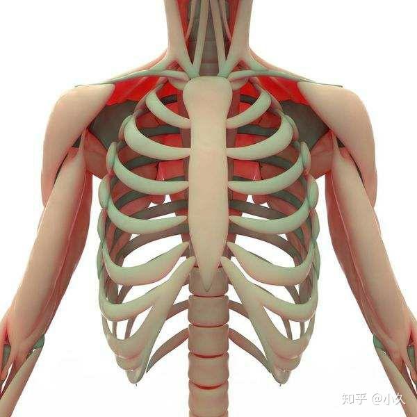 肋骨 人体肋骨12对,左右对称,前段1-7肋借软骨与胸骨相连接,称为真肋