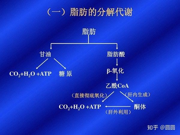 脂肪分解代谢路径