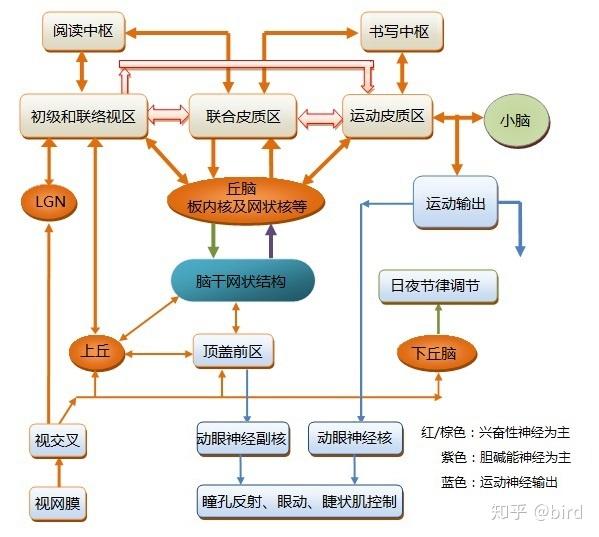 机制43思维和注意的控制机制三感觉传入向脑干网状结构的非特异性投射