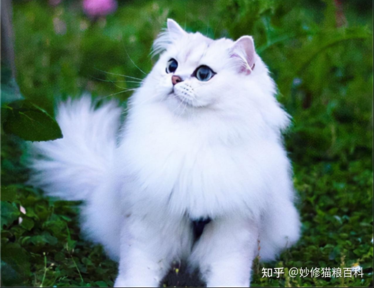 金吉拉猫漂亮美丽为什么养的人这么少