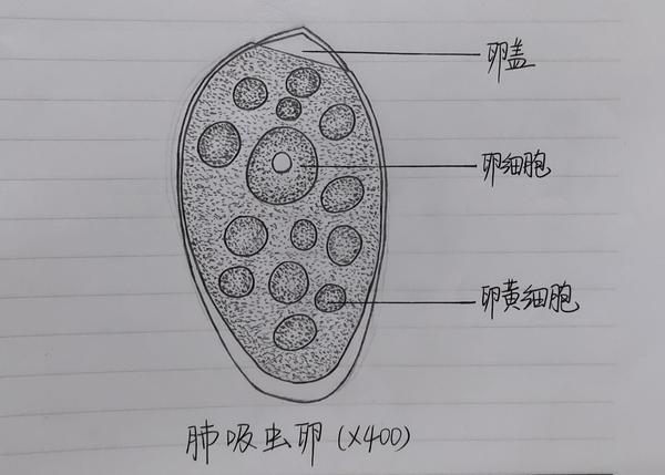 4月19日绘图 肝吸虫虫卵镜下图示: 肺吸虫卵镜下图示: 4月26日  日本