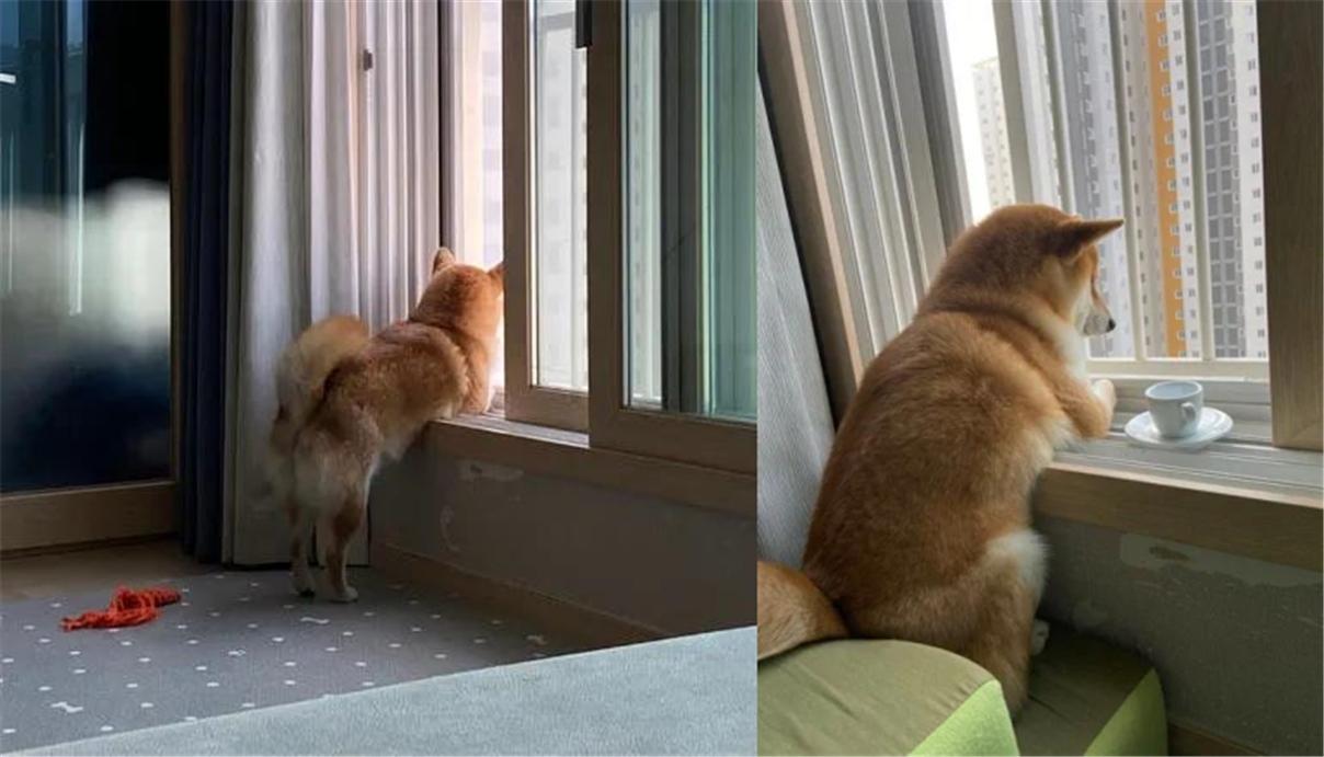 柴犬喜欢趴在窗边看风景,结果铲屎官的骚操作,把大家都萌到了!