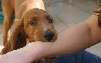 如何养狗 系列97 狗狗狂犬病症状及其防治