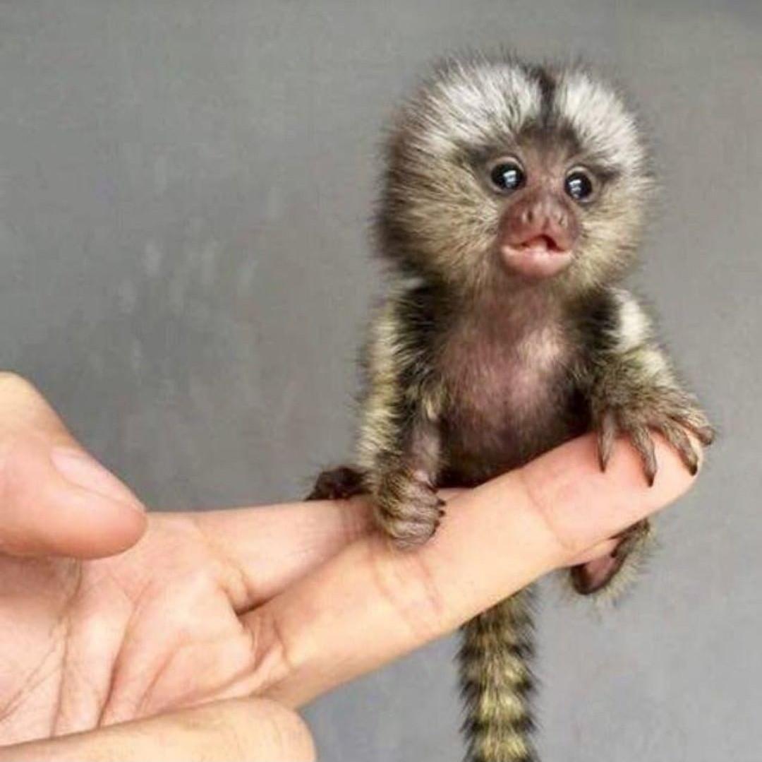 宠友社交:侏狨 pygmy marmoset