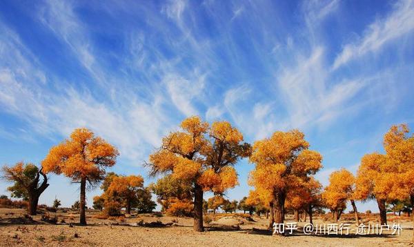 新疆旅游景区景点新疆必去十大胡杨林