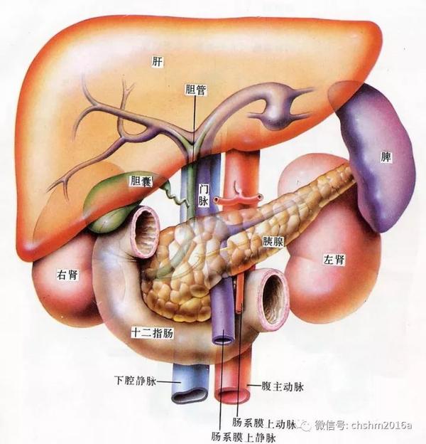 肝脏超声解剖应用