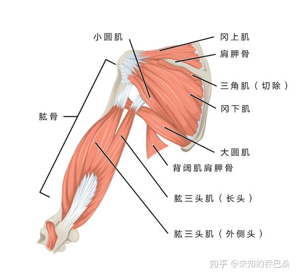 三,解剖图 上肢肌图例 上肢带肌教学视频https://www.zhihu.