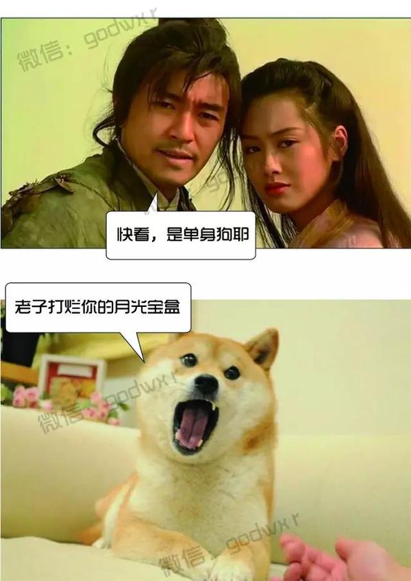 表情界的一股泥石流——柴犬!
