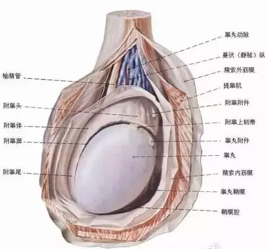 手指越长蛋蛋越小x能力越弱