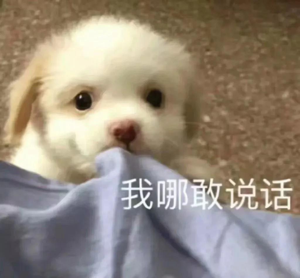 有没有那种可爱的动物表情包