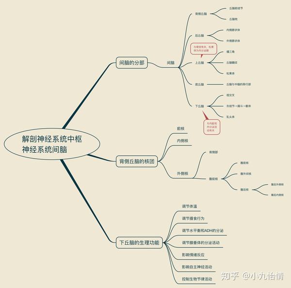 系统解剖学思维导图20神经系统中枢神经系统间脑