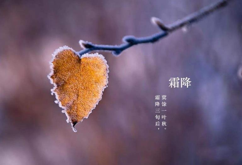 入秋终遇寒霜降,一杯热茶暖心间