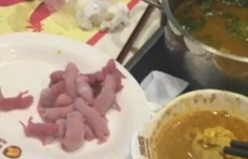 老鼠的存在对人类有什么好处