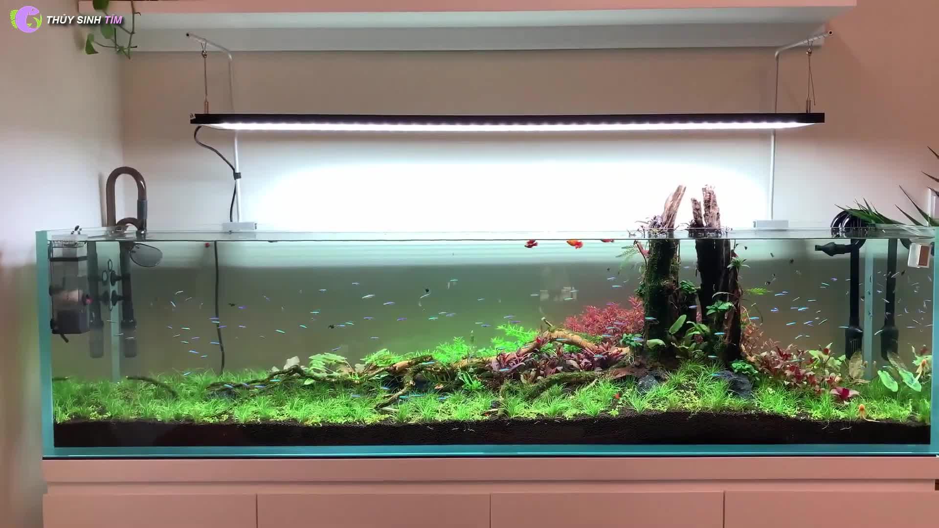 00:49 · 172 次播放 diy养鱼水草造景水族饲养相关推荐 1:08草缸新手