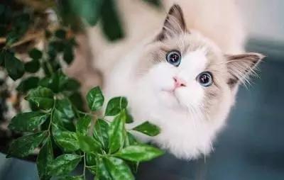 仙女猫布偶的前世今生