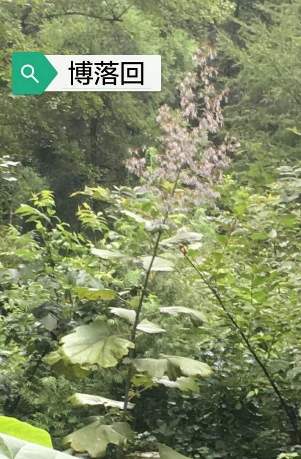 博落回