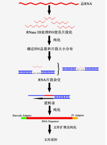 rna-seq:测序原理之文库构建