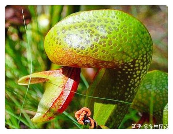 5月23日的生辰花眼镜蛇王草