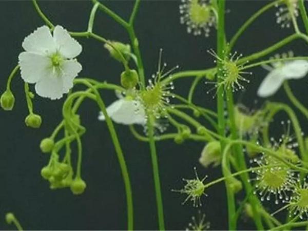 四川常用中草药(八)