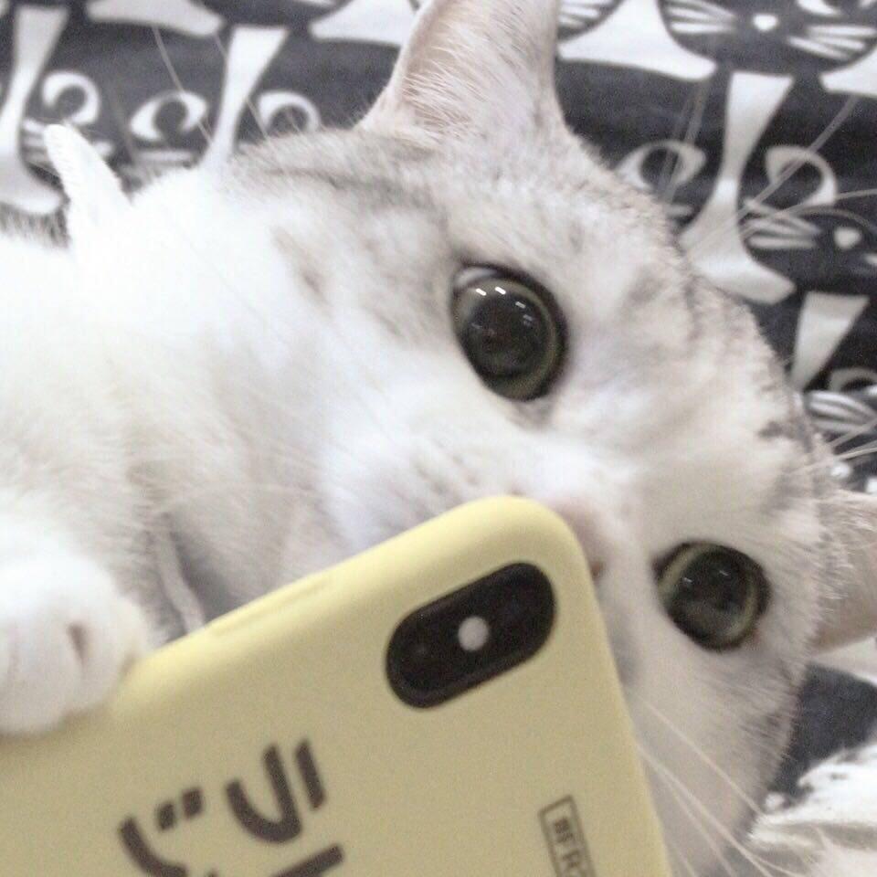 有哪些好看的猫咪壁纸或头像