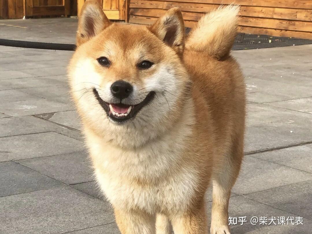 怎么训练柴犬往这看啊