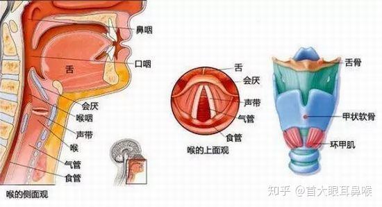 就是它,   这个长得好像一个勺子的扁平软骨,   就是会厌的骨架.