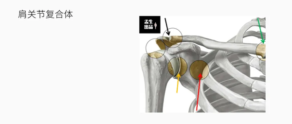 肩关节肌骨解剖学盂肱关节静态稳定韧带
