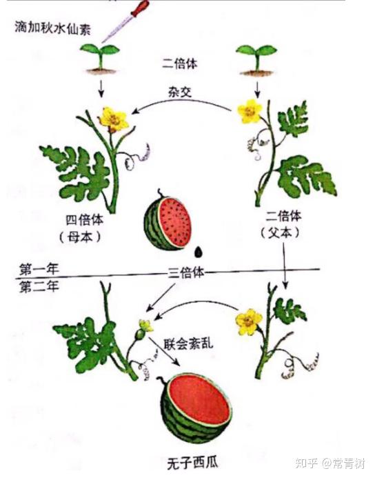 (5)举例:三倍体无子西瓜,八倍体小黑麦 4单倍体育种 (1)原理:染色