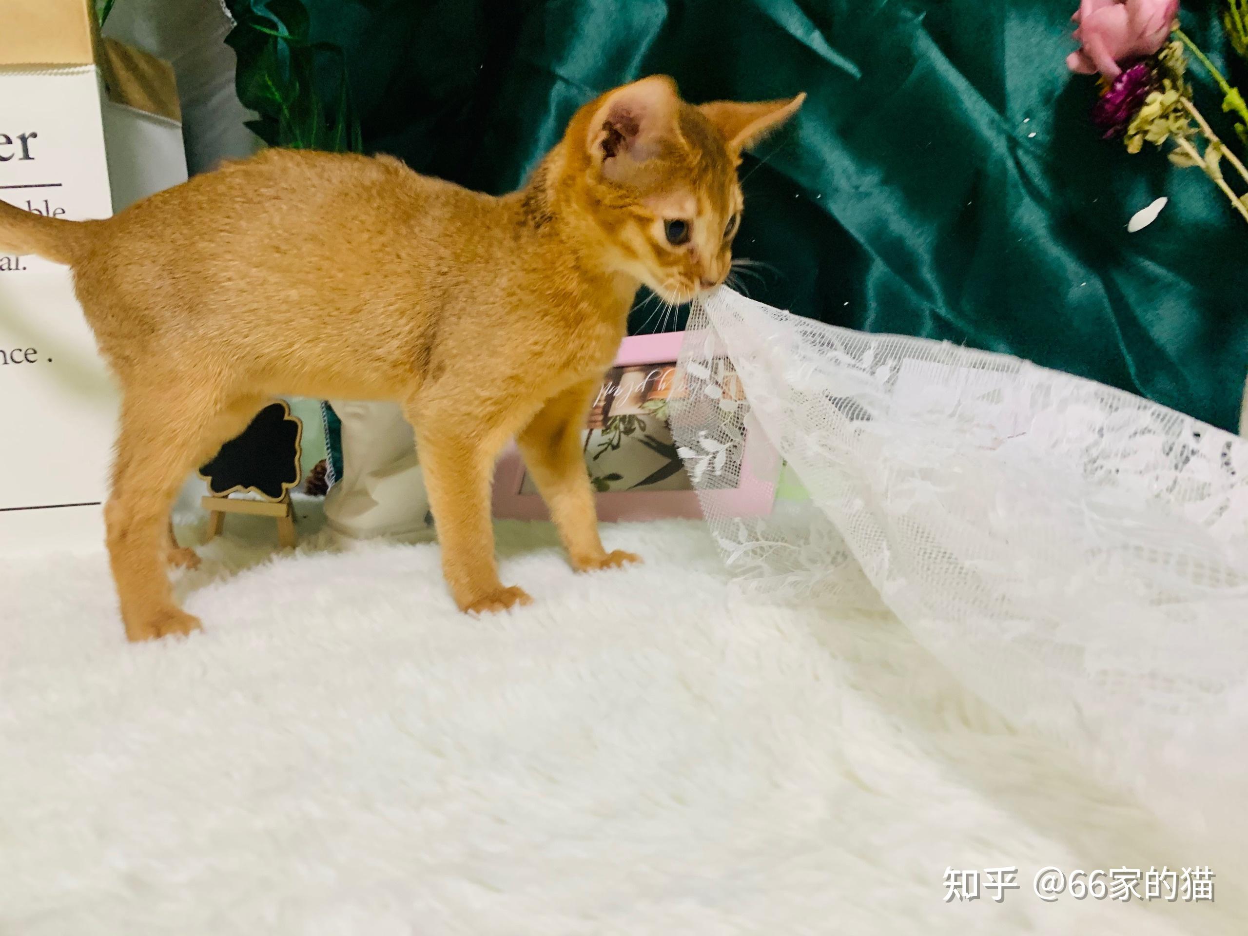 蓝色的阿比和红褐色的阿比成猫哪个品相更好