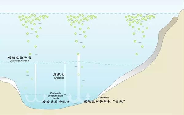 前沿报道naturegeoscience生物钙化作用对海洋酸化事件的响应与反馈