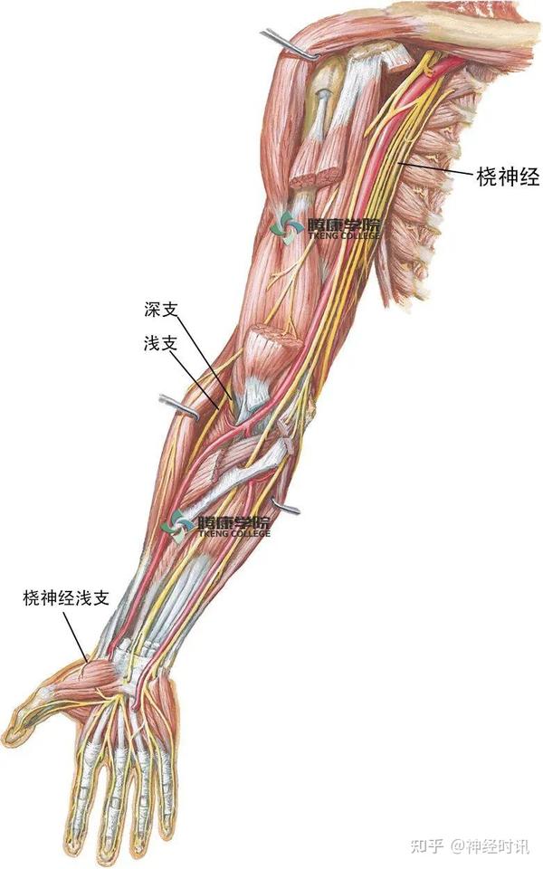 在前臂中下1/3交界处,桡神经浅支于肱桡肌肌腱深面绕过桡骨进入前臂
