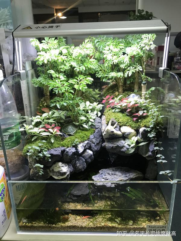 我的鱼缸这样算是生态么?