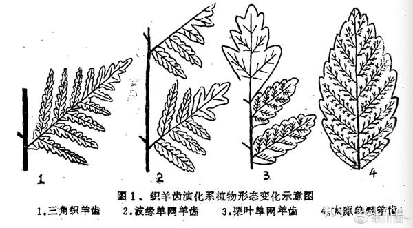 二叠纪植物的穿越者大羽羊齿