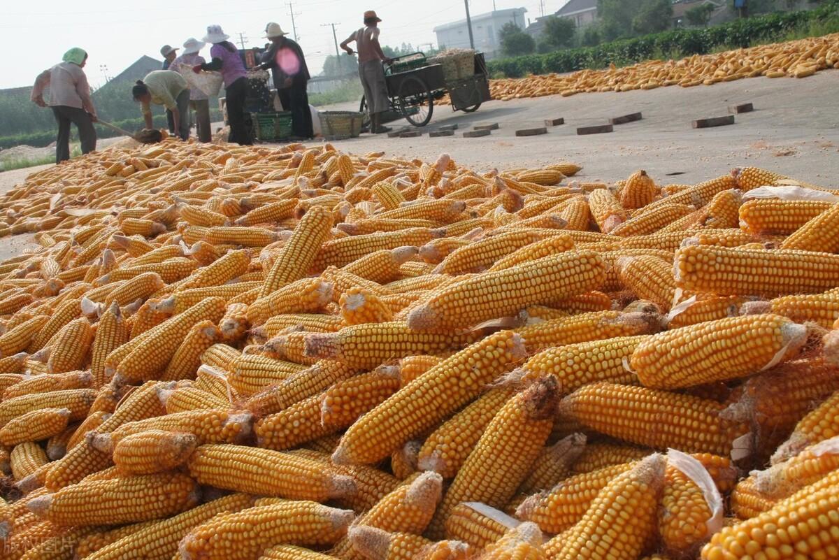 玉米世界天气转好国内玉米市场购销逐渐恢复
