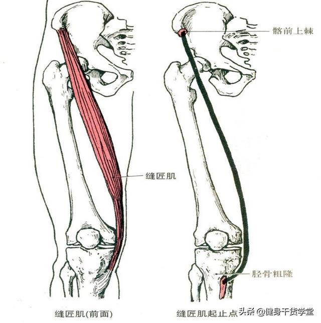 「干货」每天分享一块肌肉——缝匠肌