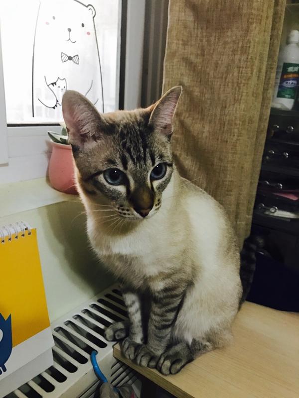 晒猫完毕 不过不得不说在这个话题下看到了好多虎斑暹罗 不容易啊