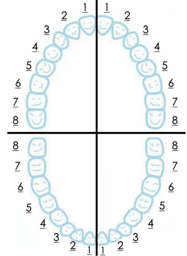 第二张是恒牙列,画的是32颗,但最后一颗磨牙,也就是"8号牙",通常叫