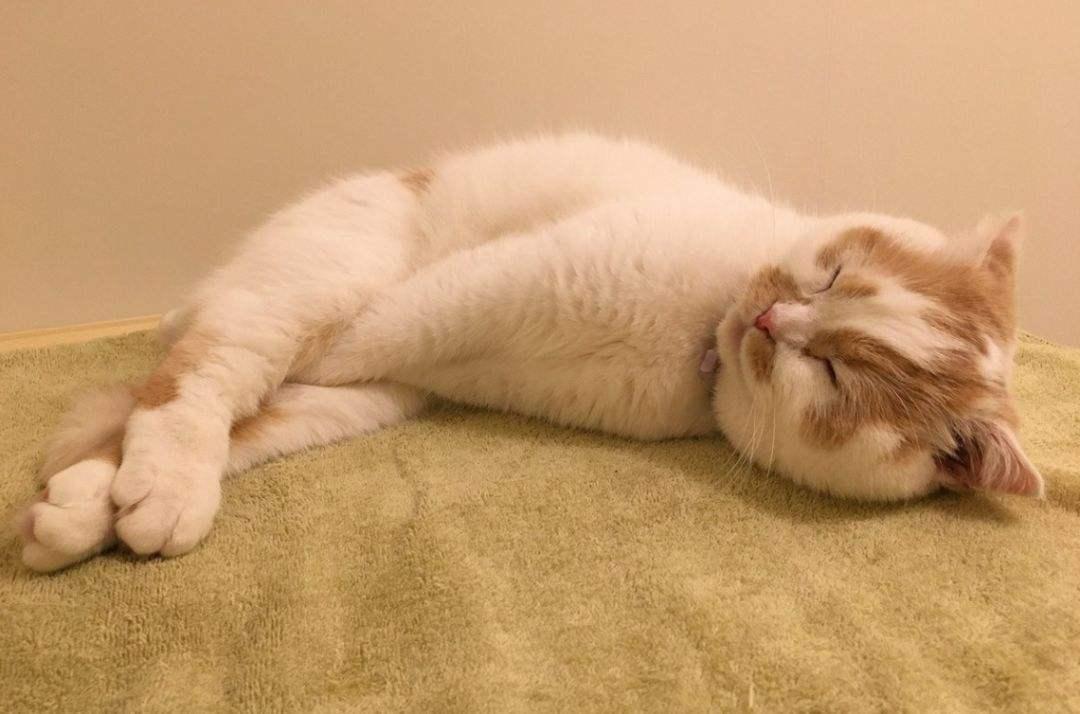 为什么猫咪整天躺着不爱动「科瑞卡科普」