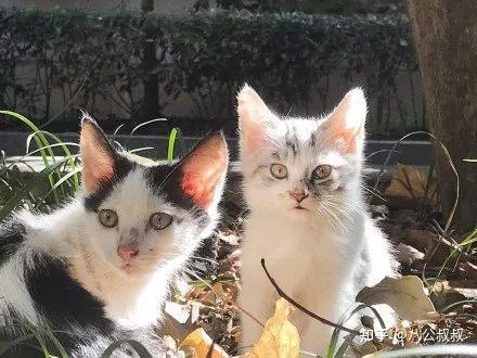 如何给流浪猫一个温馨的家如何对待流浪猫领养猫咪后要做什么准备