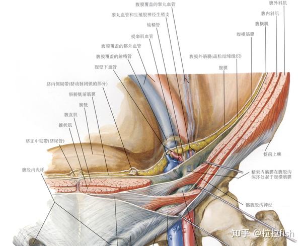 腹横筋膜; 上壁:腹内斜肌,腹横肌弓状下缘; 下壁:腹股沟韧带(腹外斜肌