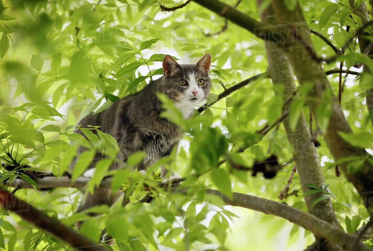 被误解的猫生011我的猫为什么喜欢爬树