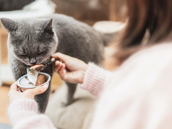 "宠物零食不能大比例的替代主食来使用"这是原则,但小猫咪可管不了