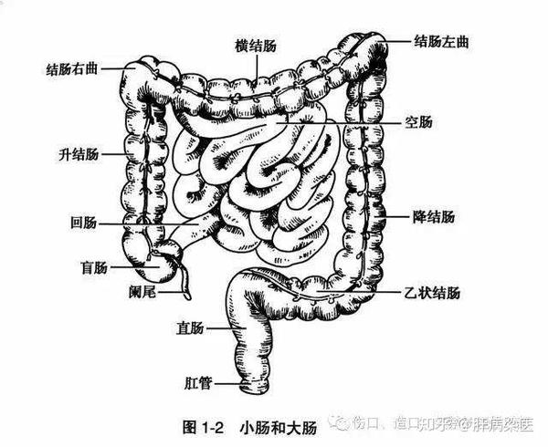 肛门,直肠,乙状结肠,降结肠,横结肠,升结肠,回盲部,末端回肠】