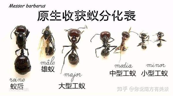 中文学名 野蛮收获蚁 拉丁学名 messor barbarus 别称 原生收获蚁