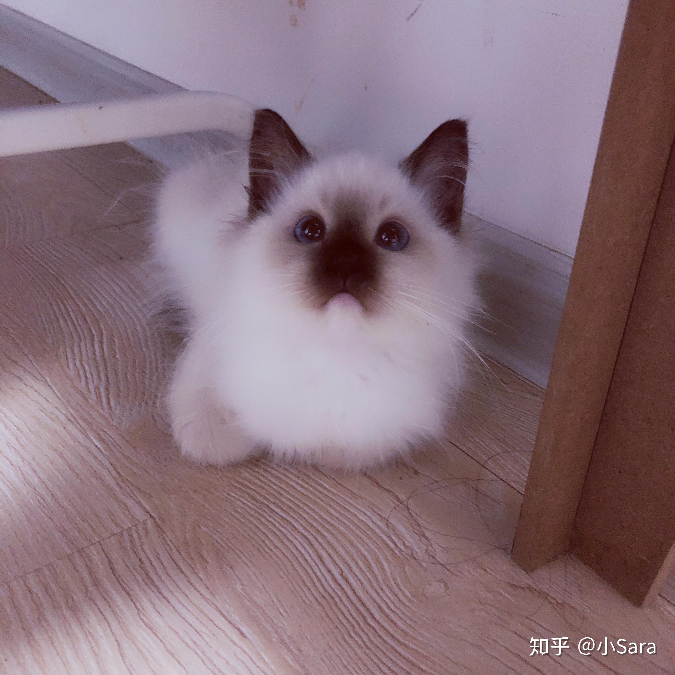 这是布偶串吗